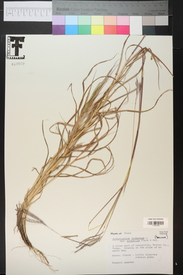 Bothriochloa ischaemum image