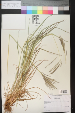 Bothriochloa ischaemum image