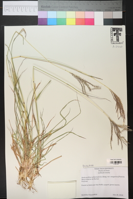 Bothriochloa ischaemum image