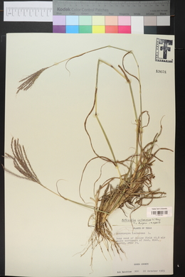 Bothriochloa ischaemum image