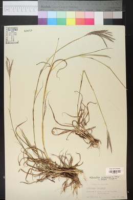 Bothriochloa ischaemum image