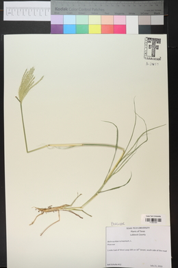 Bothriochloa ischaemum image