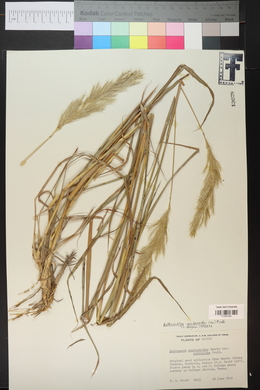 Bothriochloa saccharoides image