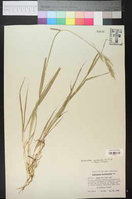 Bothriochloa saccharoides image