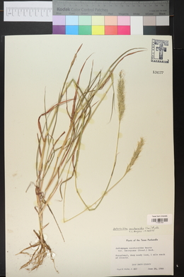 Bothriochloa saccharoides image