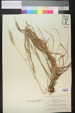 Bothriochloa saccharoides image