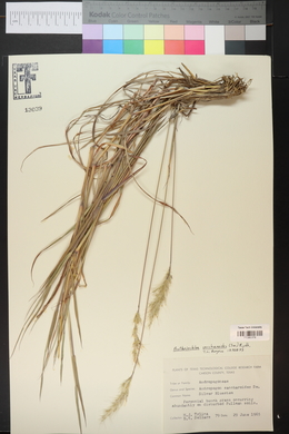 Bothriochloa saccharoides image