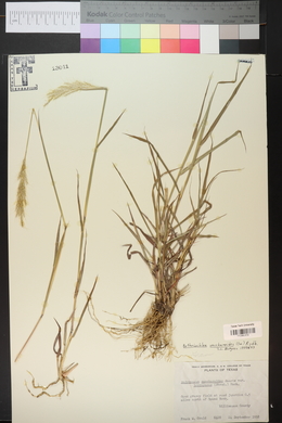 Bothriochloa saccharoides image