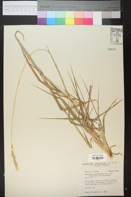 Bothriochloa saccharoides image