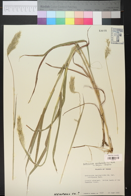 Bothriochloa saccharoides image