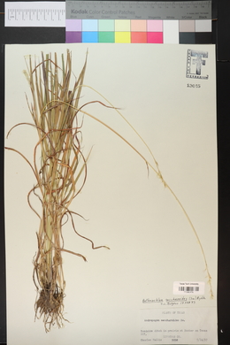 Bothriochloa saccharoides image