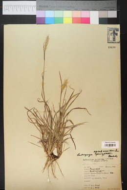 Bothriochloa saccharoides image