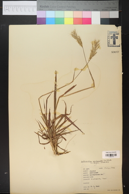 Bothriochloa saccharoides image