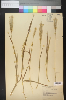 Bothriochloa saccharoides image