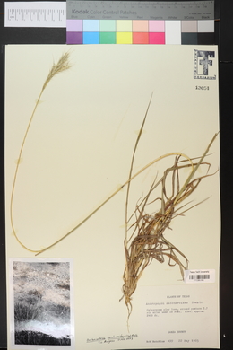 Bothriochloa saccharoides image