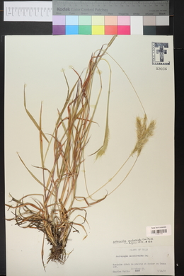 Bothriochloa saccharoides image