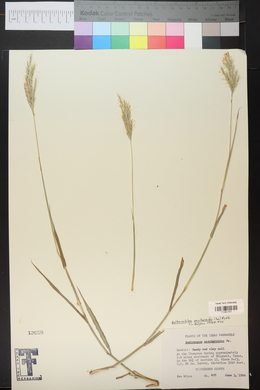 Bothriochloa saccharoides image