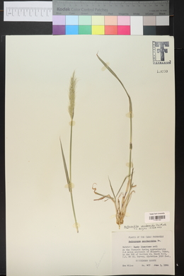 Bothriochloa saccharoides image