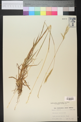 Bothriochloa saccharoides image