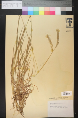 Bothriochloa saccharoides image