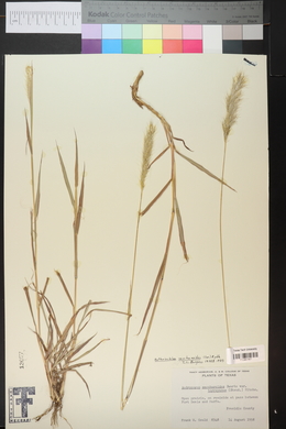 Bothriochloa saccharoides image