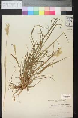 Bothriochloa saccharoides image