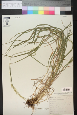 Bothriochloa saccharoides image