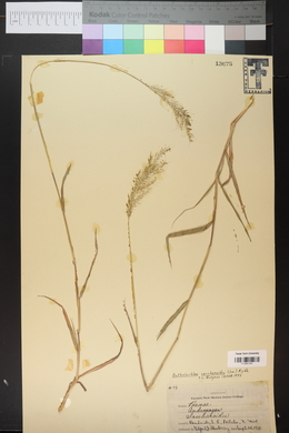 Bothriochloa saccharoides image