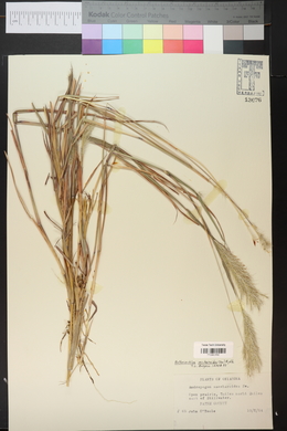 Bothriochloa saccharoides image