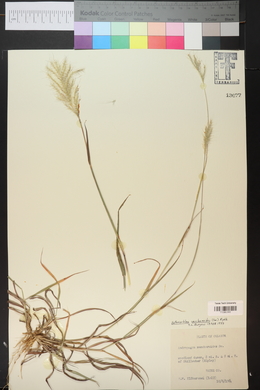 Bothriochloa saccharoides image