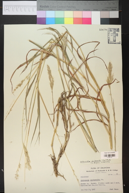 Bothriochloa saccharoides image