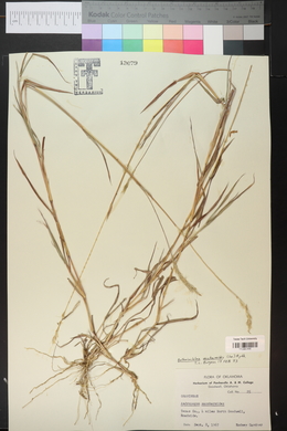 Bothriochloa saccharoides image