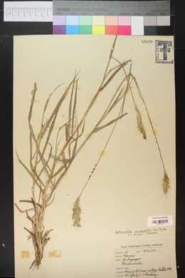 Bothriochloa saccharoides image