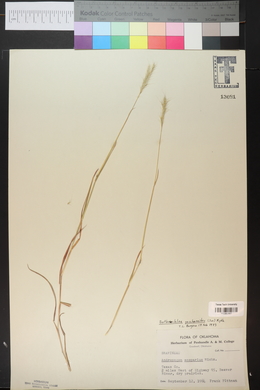 Bothriochloa saccharoides image