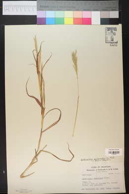 Bothriochloa saccharoides image