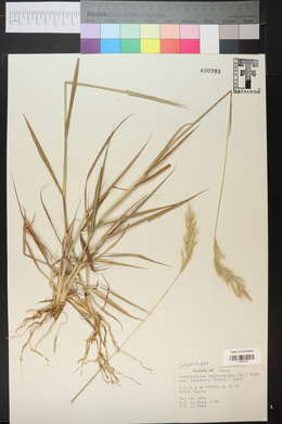 Bothriochloa laguroides subsp. torreyana image