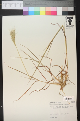 Bothriochloa saccharoides image