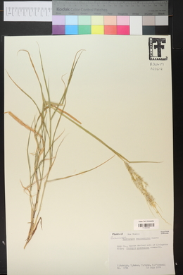 Bothriochloa saccharoides image