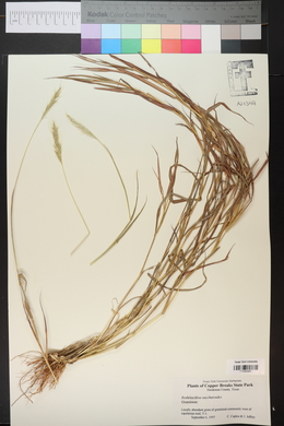 Bothriochloa saccharoides image