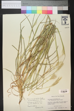 Bothriochloa springfieldii image