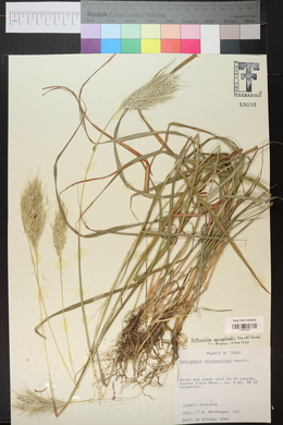 Bothriochloa springfieldii image