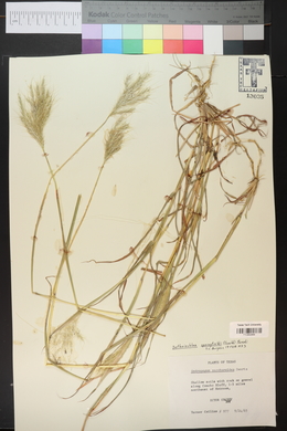 Bothriochloa springfieldii image