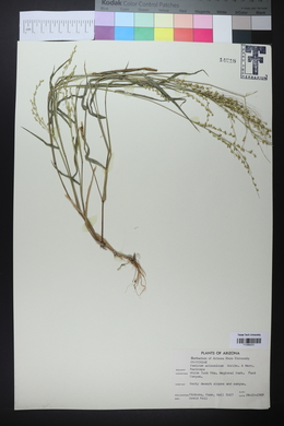 Urochloa arizonica image