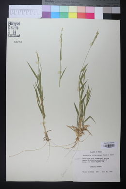 Urochloa ciliatissima image