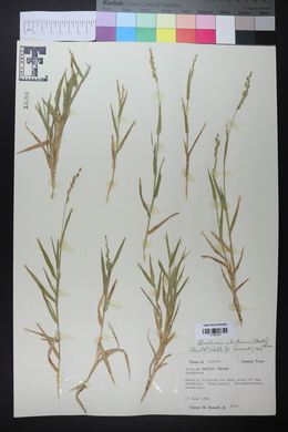 Urochloa ciliatissima image