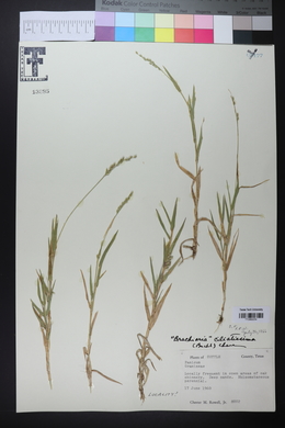 Urochloa ciliatissima image