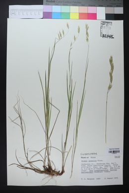 Bromus anomalus image