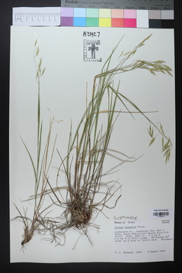 Bromus anomalus image