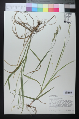 Bromus anomalus image