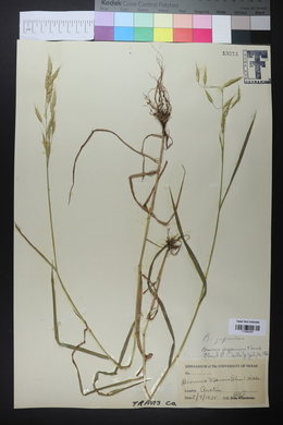 Bromus texensis image